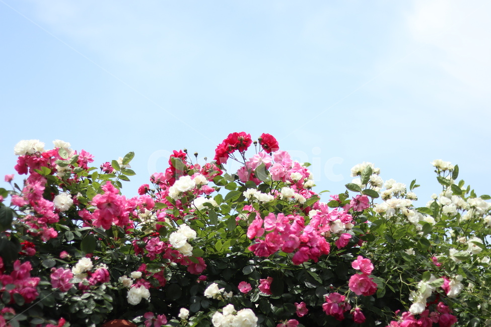 장미,핑크,5월,풍경,맑음,빛,식물,자연,plants,nature,꽃,flower