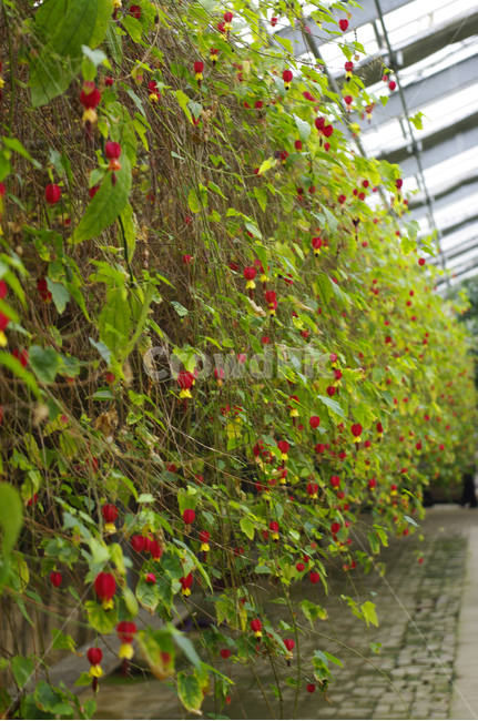 꽃,flower,plant,color,브라질아브틸론,식물,자연,plants,nature,꽃,flower