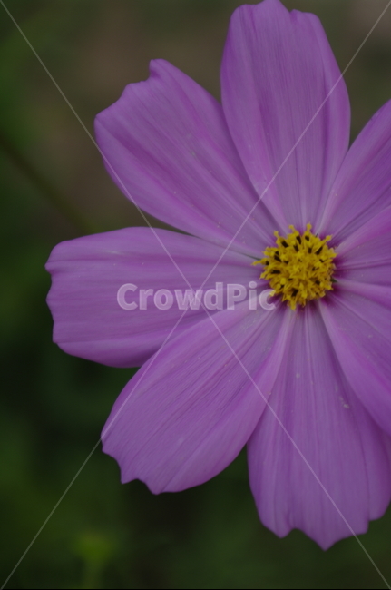 코스모스,꽃,flower,식물,plant,자연,nature