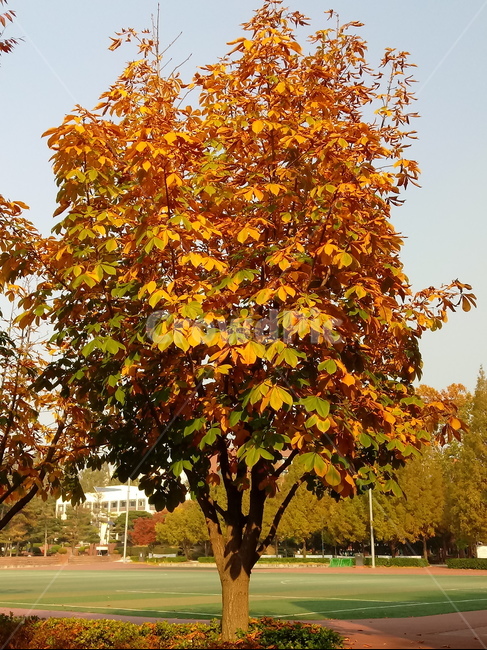 가을,단풍,낙엽,maple,plant,식물,단풍나무,단풍잎,leaf,잎,tree,나무,계절,fallautumnseason,가을단풍,자연,풍경,경치,가을,계절,fall,autumn,season,식물,자연,plants,nature,나무,trees,wood