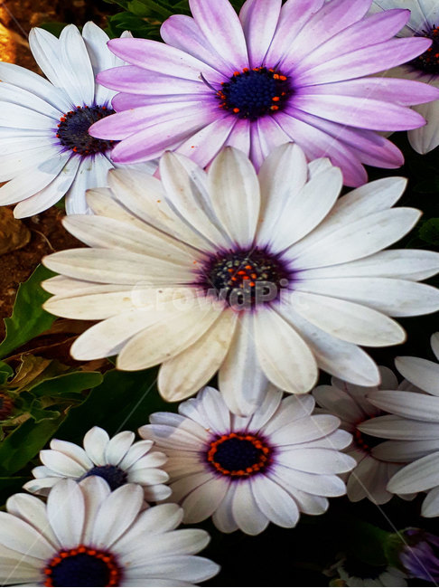 plant,식물,blossom,꽃,야생화,식물,자연,plants,nature,꽃,flower