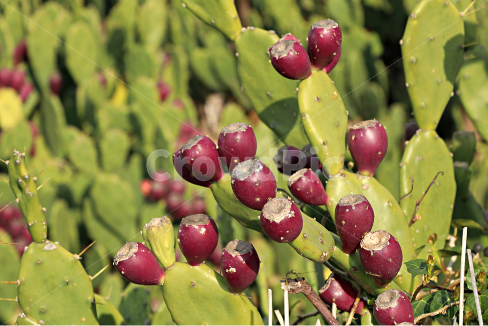 백년초,백년초열매,열매,선인장,plant,식물