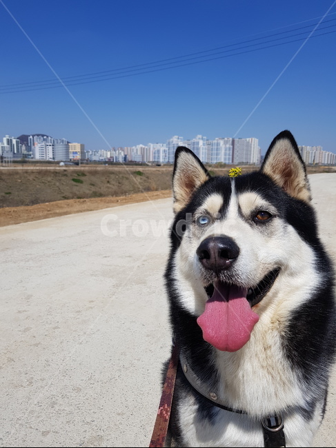 dog,개,애완동물,husky,허스키,시베리안허스키,siberianhusky,animal,pet,강아지