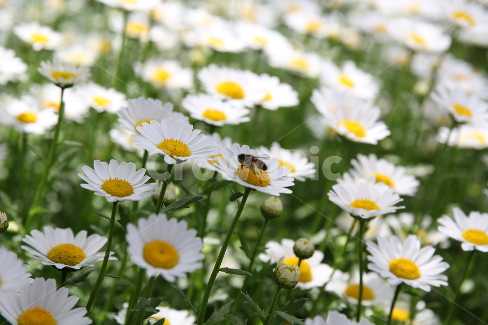 여름,가을,들꽃,꽃,플라워,wildflower,flower,summer,fall