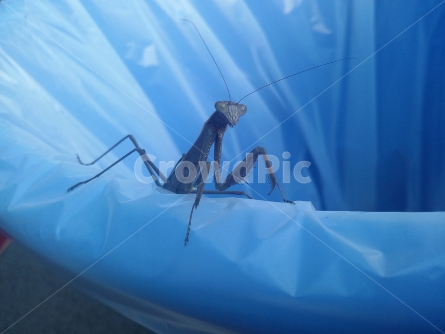 사마귀,동물,곤충,자연,insect,동물,animal,곤충,벌레,insect,bug