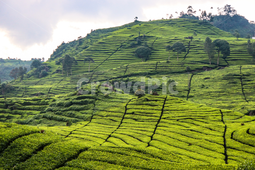 차밭,차,밭,풍경,자연,자연,풍경,nature,landscape,outdoors,옥외,field,들,grassland,목초지