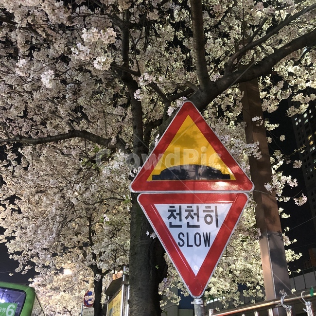 벚꽃,꽃,표지판,풍경,나무,교통,교통수단,traffic,transportation