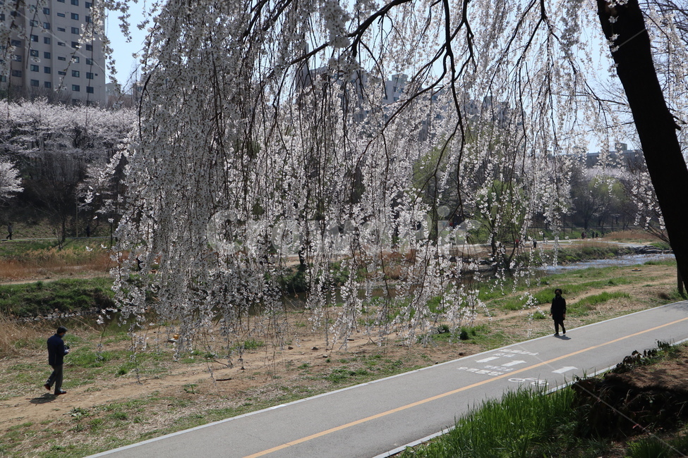 산책길,벚꽃,벚꽃나무,꽃,나무,plant,식물,flower,blossom