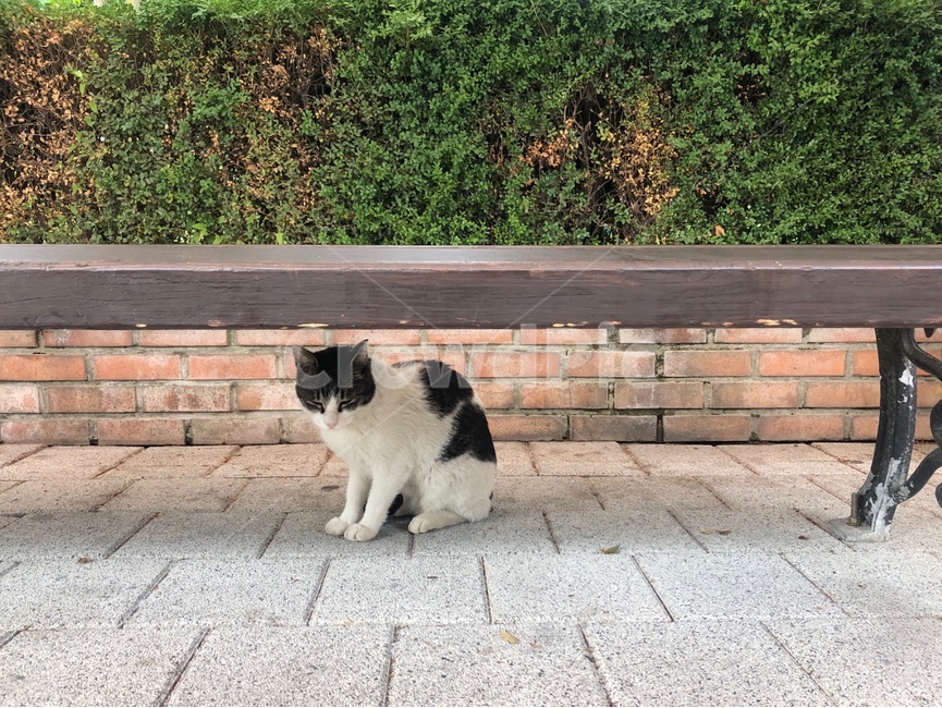 고양이,길고양이,길냥이,검은점박이,배트맨