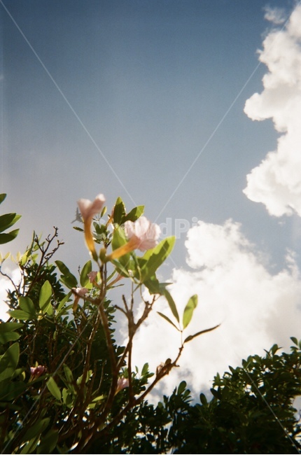 꽃,자연,하늘,식물,nature,괌