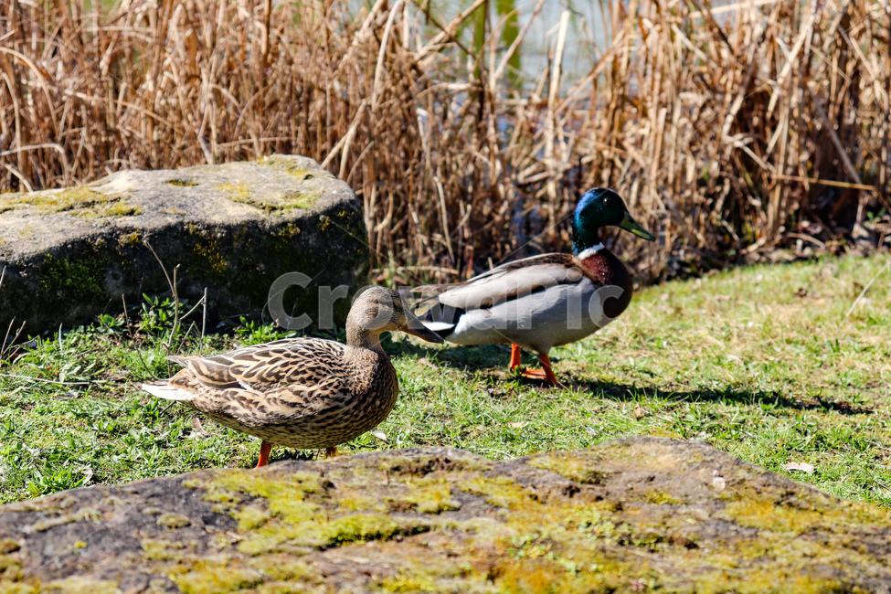 오리,duck,청둥오리,동물,animal,bird,새,waterfowl,물새,mallard,자연,nature,동물,animal,조류,새,birds