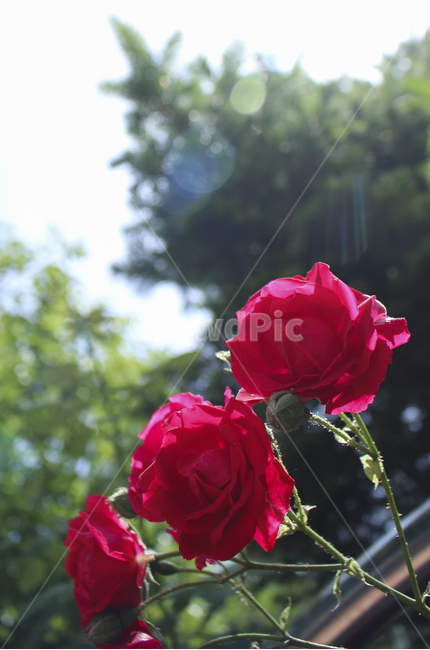 flower,꽃,rose,장미,plant,식물,red,빨간,빨강,빨간장미,redrose