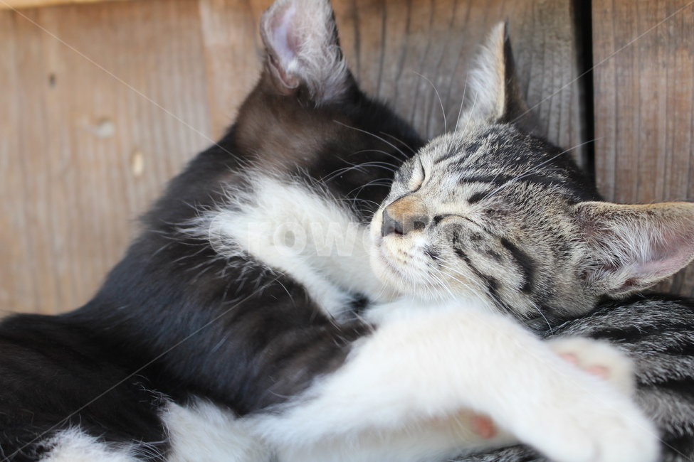 고양이,포옹,애교,야옹이,귀여움,동물,animal,포유류,mammal,고양이,cat,kitten,kitty