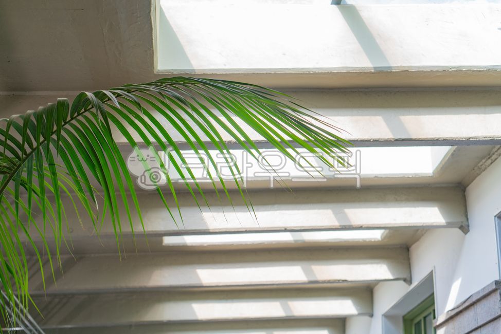 건축물,식물,구조물,그림자,햇빛,햇볕,architecture