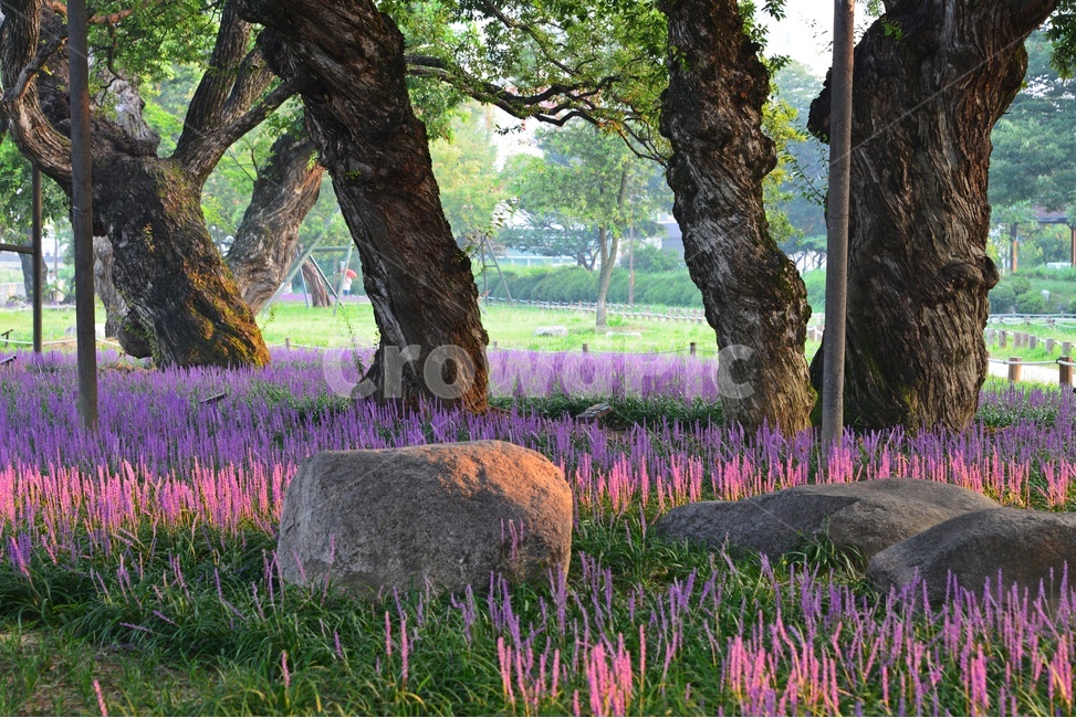 성주,성밖숲,맥문동,버드나무,보라색,돌,자연,공원,자연,풍경,nature,landscape