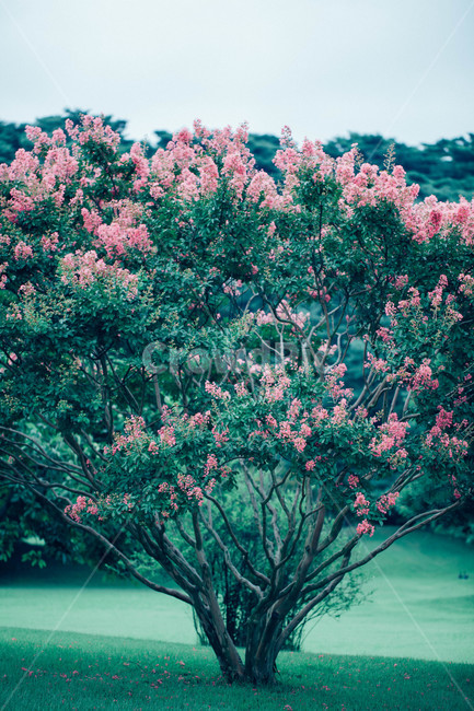배롱나무,나무백일홍,tree,wood,관상수,자연,식물,식물,자연,plants,nature,꽃,flower