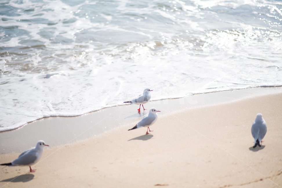 갈매기,해변,해수욕장,바다,바닷가,해변,바다,beach,sea,동물,animal,조류,새,birds,감성,sensible,feeling