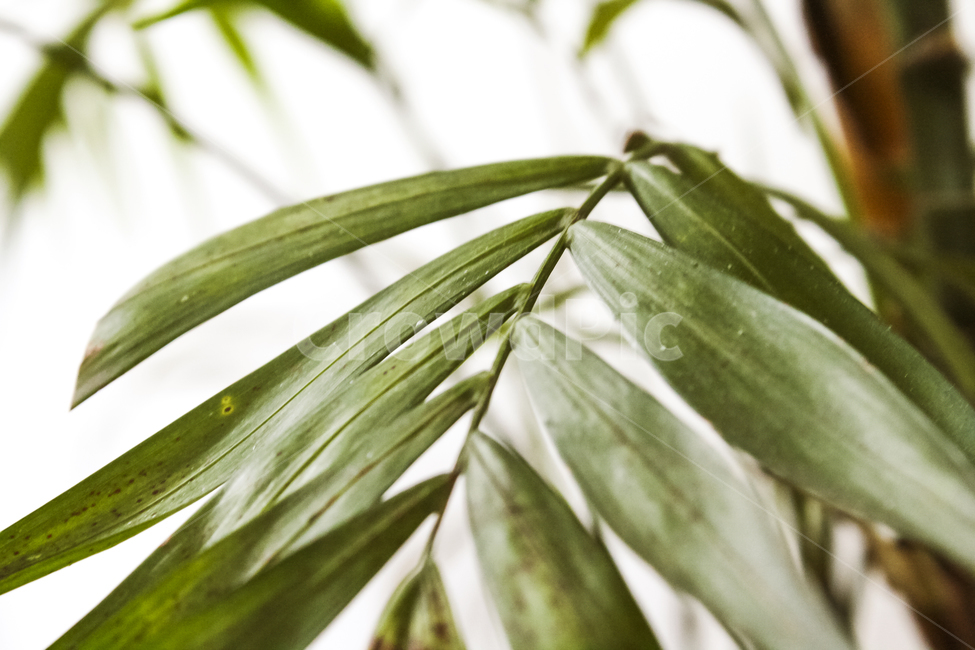 plant,잎,식물,leaf,보타니컬,트로피칼,배경화면,백그라운드,트로피컬