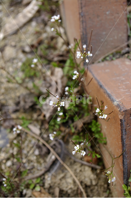 봄,spring,계절,식물,plant,자연,nature,꽃,flower,식물,자연,plants,nature,꽃,flower