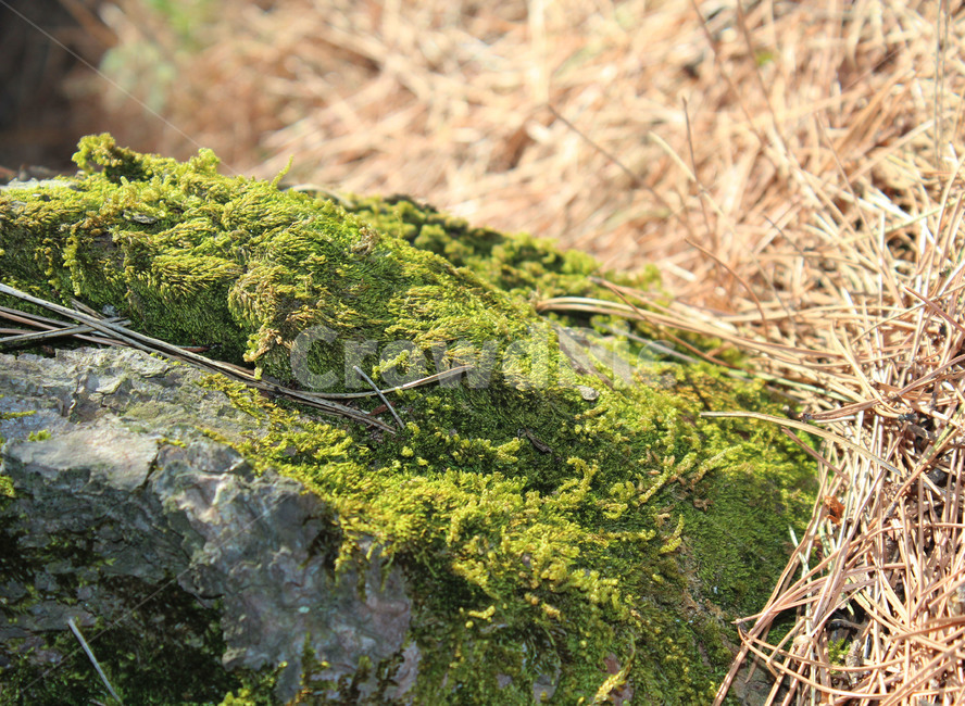 식물,이끼,moss,돌이끼,초록,녹색,자연,평화로운