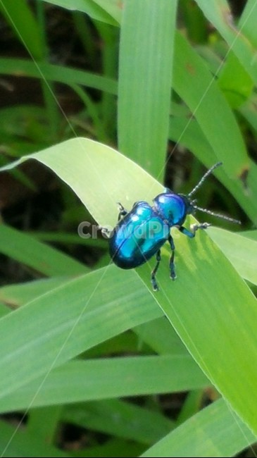 곤충,풍뎅이,청동풍뎅이,여름곤충,냇가곤충,동물,animal,곤충,벌레,insect,bug