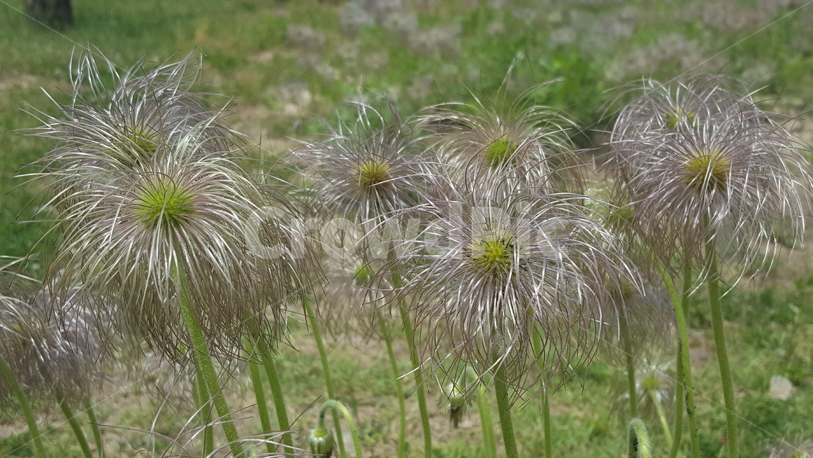 할미꽃,야생화,봄꽃,꽃,봄,spring,flower