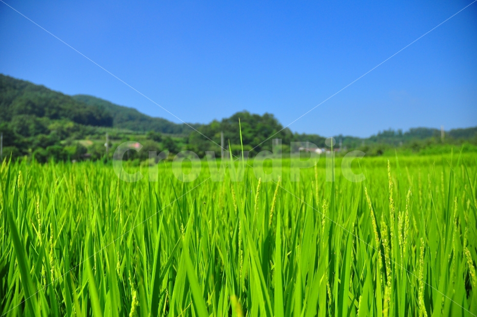 한국,시골,논밭,여름,추수,하늘,밭,농사,봉사,농활,korea,countryside,summer,yard,farm,farming,works,자연,풍경,nature,landscape,시골,마을,country,rural,town,grassland,목초지,field,들,outdoors,옥외,vegetation,초목,plant,식물,paddy field,패디 필드