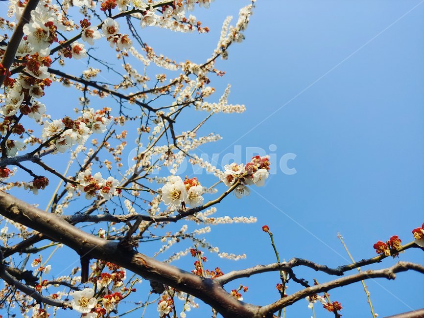 봄,벚나무,벚꽃,매화,꽃나무