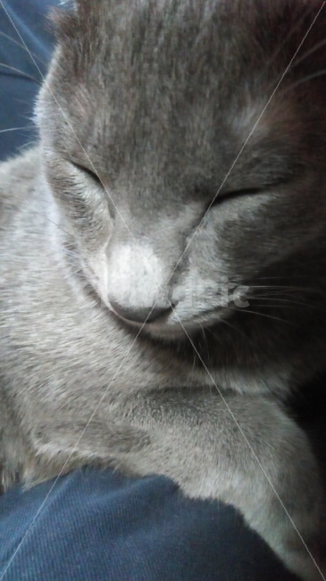 Russian Blue,sleeping cat,cat,drowsiness,nap