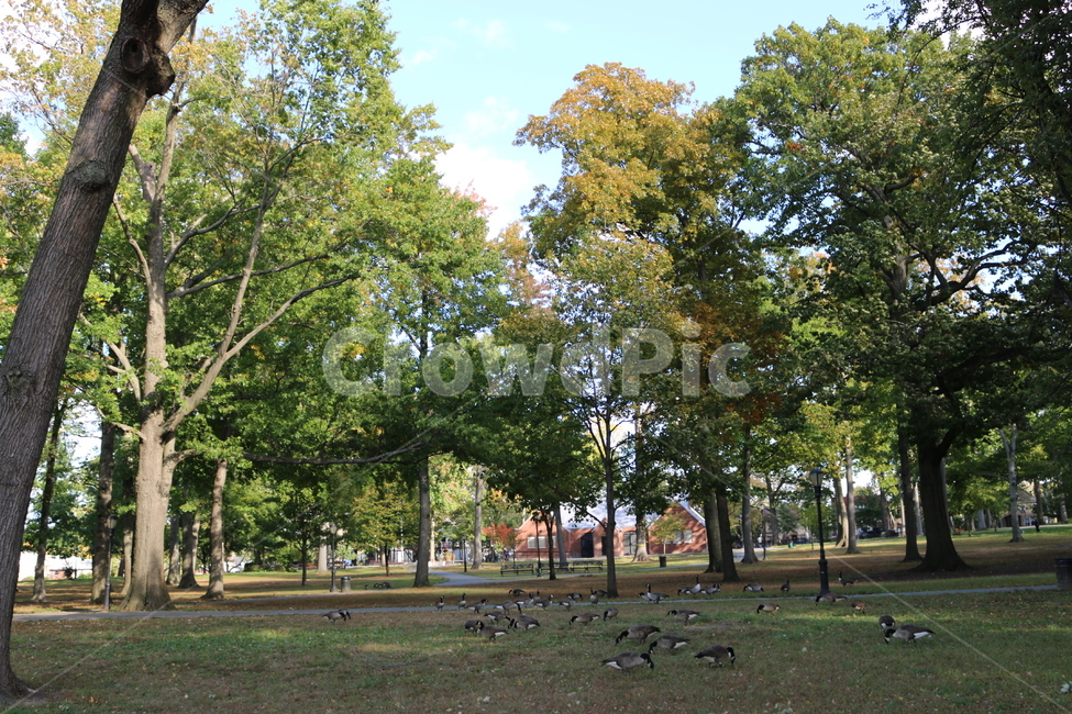 식물,나무,tree,plant,grass,park,공원,outdoors,옥외,lawn,잔디,배경화면