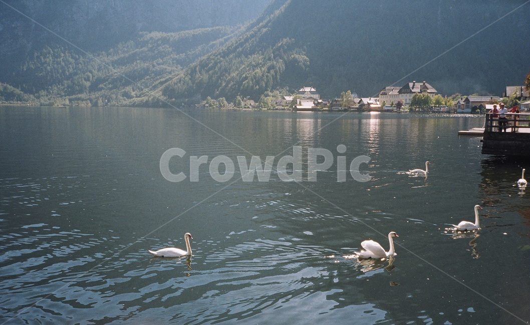 호수,백조,swan,호숫가,평화,오스트리아,할슈타트,여유,힐링,자연,자연,풍경,nature,landscape,해외,외국,세계,foreign,oversea,world,세계자연풍경,해외자연풍경,외국자연풍경,world nature landscape,동물,animal,조류,새,birds,bird