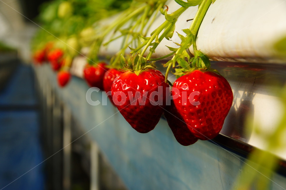 봄,딸기,하우스,비닐하우스,농사,귀농,베리,과일,열매,fruit
