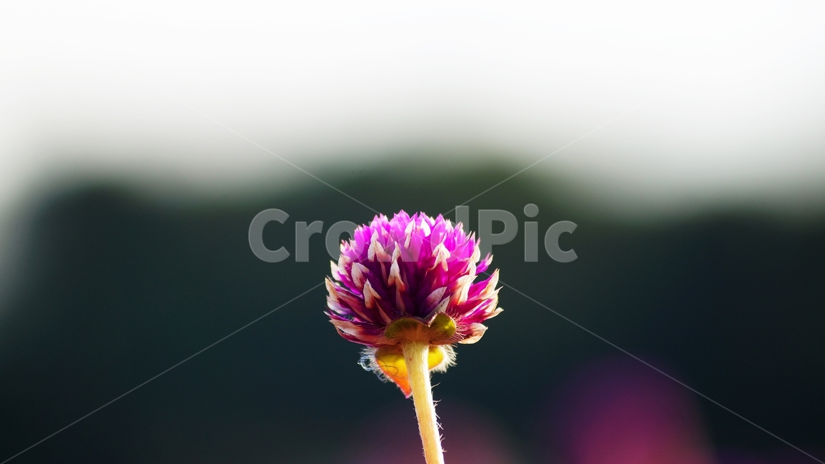천일홍,꽃축제,꽃길,식물,자연,식물,자연,plants,nature,꽃,flower