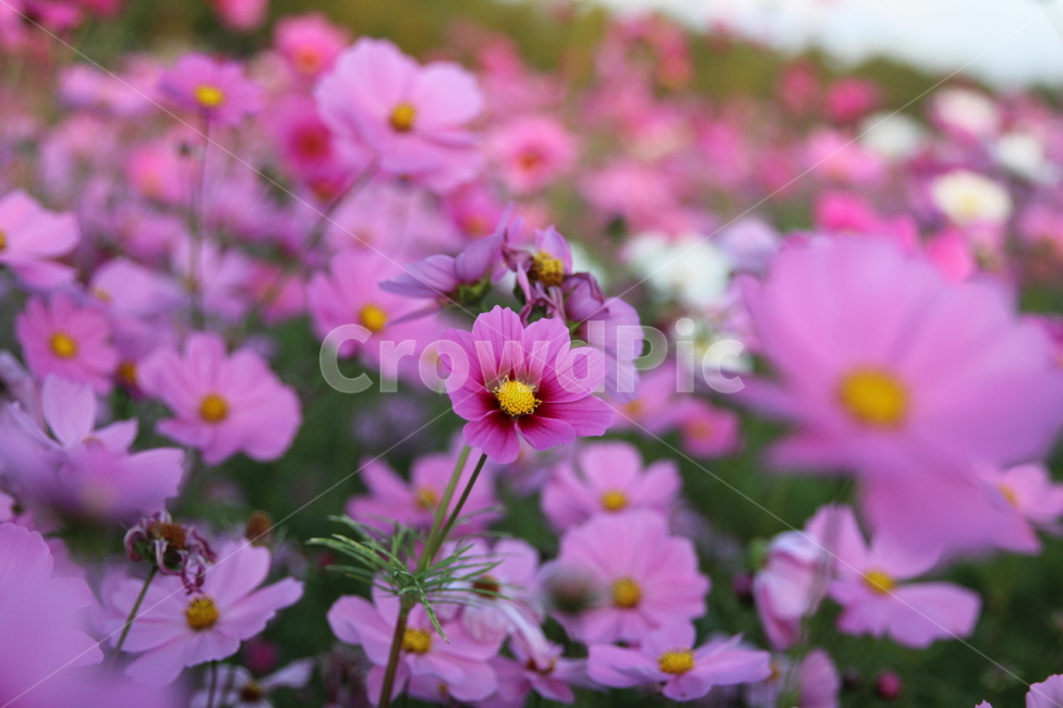 natural scenery,butterfly,plant,sight,autumn,Cosmos,flower