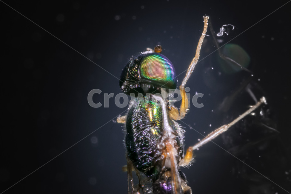 파리,접사,겹눈,신비,곤충,동물,animal,곤충,벌레,insect,bug
