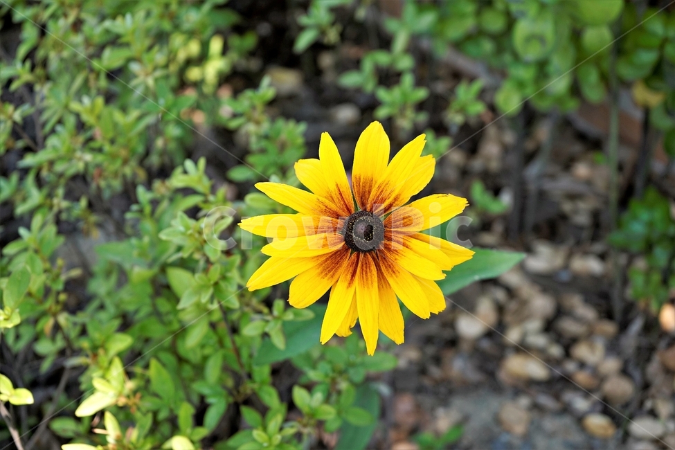 루드베키아,rudbeckia,암술,coneflower,삼잎국화,국화과,식물,꽃,노랑,floral,plant,stigma,식물,자연,plants,nature,꽃,flower
