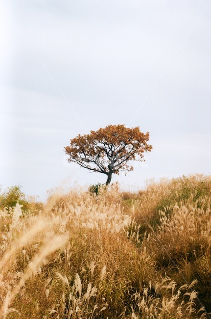 tree,나무,억새길,가을,풍경,가을,계절,fall,autumn,season