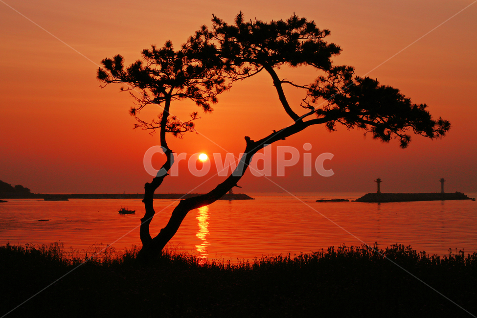 일몰,일출,노을,나무,등대,바다,윤슬,태양,소나무,자연,풍경,nature,landscape,outdoors,옥외,dawn,새벽,red sky,붉은 하늘,sunset,sky,하늘,dusk,황혼
