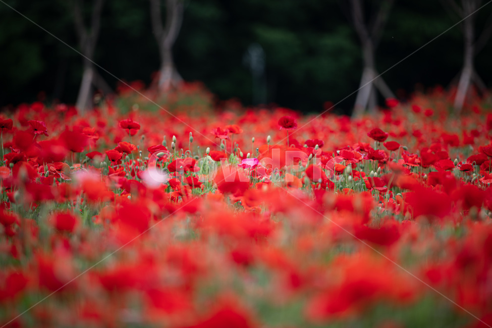 양귀비,개양귀비,식물,빨강색,꽃,알록달록,red