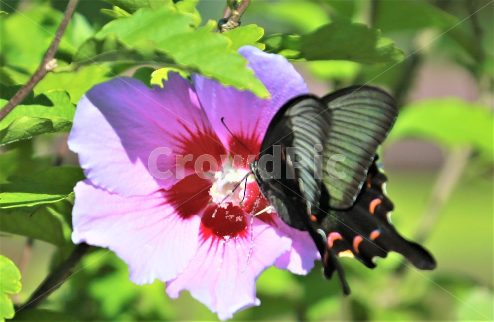 flower,꽃,나비,무궁화,식물,식물,자연,plants,nature,꽃,flower,동물,animal,곤충,벌레,insect,bug