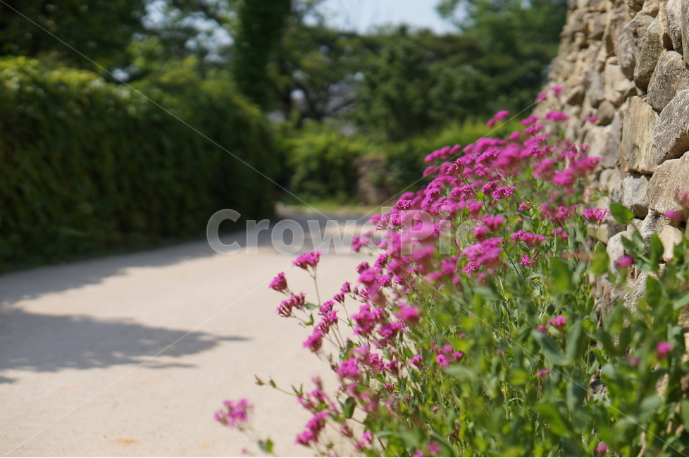 꽃,돌담길,핑크,봄,풍경,외암민속마을,식물,자연,plants,nature,꽃,flower
