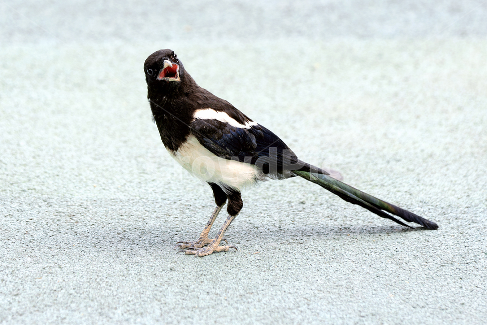 까치,새,조류,야생동물,animal,bird,magpie,동물,animal,조류,새,birds