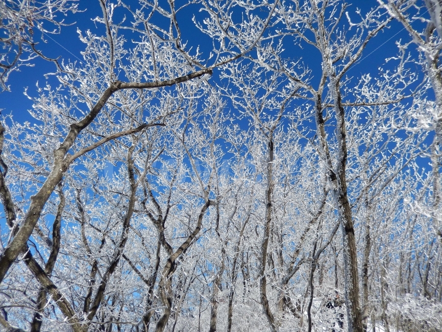 민주지산,눈꽃풍경,상고대,겨울풍경,겨울동화,눈풍경,파란하늘,100대명산,겨울명산,설경,서리꽃,영동,자연,풍경,nature,landscape,겨울,계절,winter,season,outdoors,옥외,snow,눈
