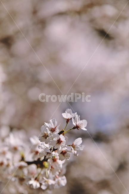 벚꽃,벚나무,cherryblossoms,flower,cherrytree,식물,자연,plants,nature,꽃,flower