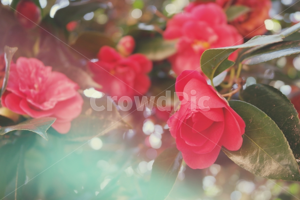 동백,동백꽃,겨울꽃,빨간꽃,꽃,빨강,감성,red,flower,blossom,plant,camellia,식물,식물,자연,plants,nature,꽃,flower