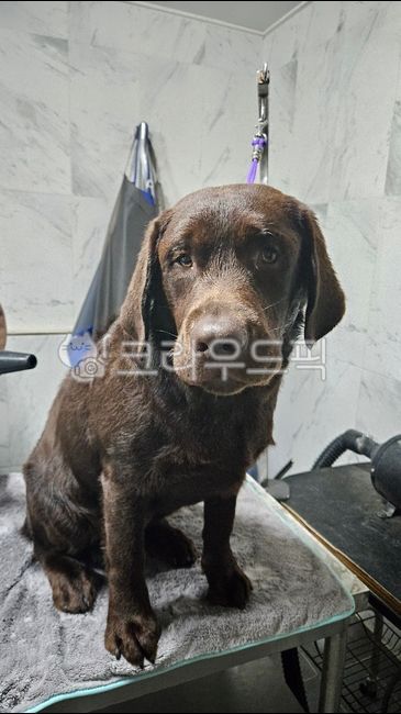 animal,동물,dog,개,래브라도리트리버