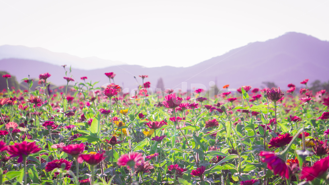 꽃,핑크,경치,자연,풍경,nature,봄,식물,자연,plants,nature,꽃,flower