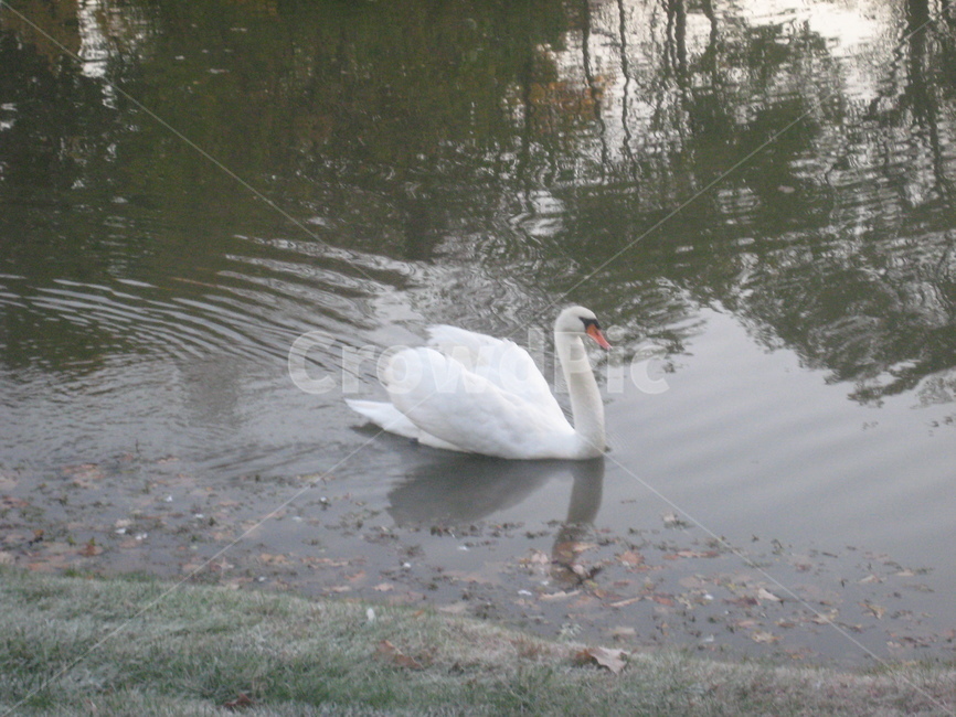 연못,백조,오리,pond,river,swan,새,bird,자연,nature,동물,animal,조류,새,birds