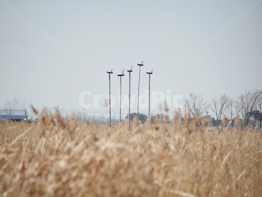 식물,갈대,수크령,솟대,오리솟대,가을,계절,fall,autumn,season