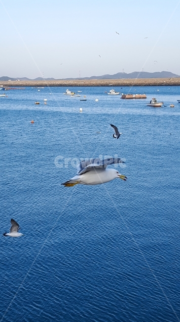 갈매기,새,바다,bird,바닷가,하늘,창공,seagull,바다새,조류,동물,animal,조류,새,birds